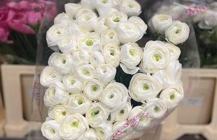 VE Bloemenhandel import uit Italië sfeerafbeelding