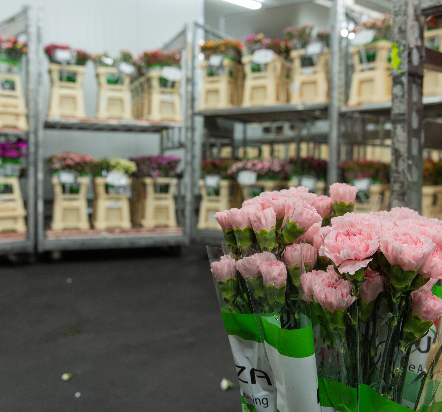 VE Bloemenhandel import uit Italië