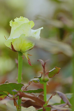 VE Bloemenhandel Waxed Roses sfeerafbeelding