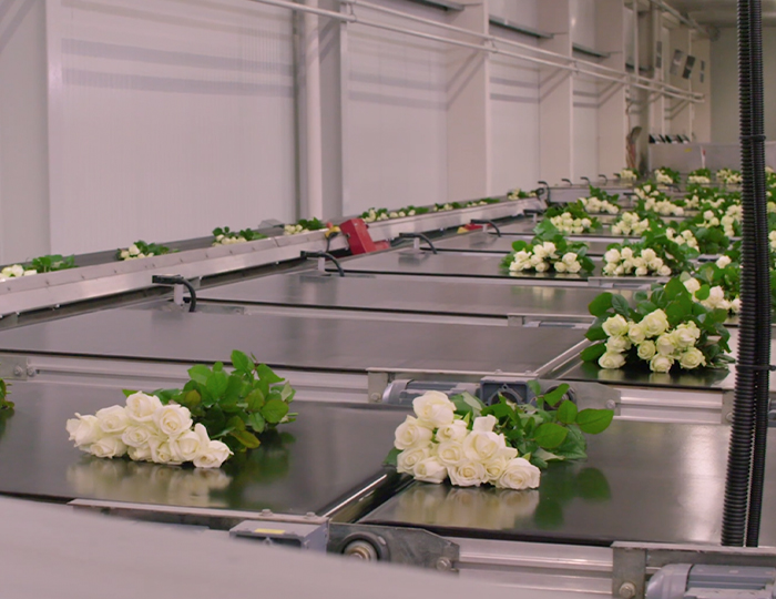 VE Bloemenhandel Waxed Roses sfeerafbeelding