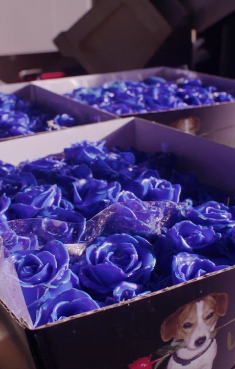 VE Bloemenhandel Waxed Roses sfeerafbeelding