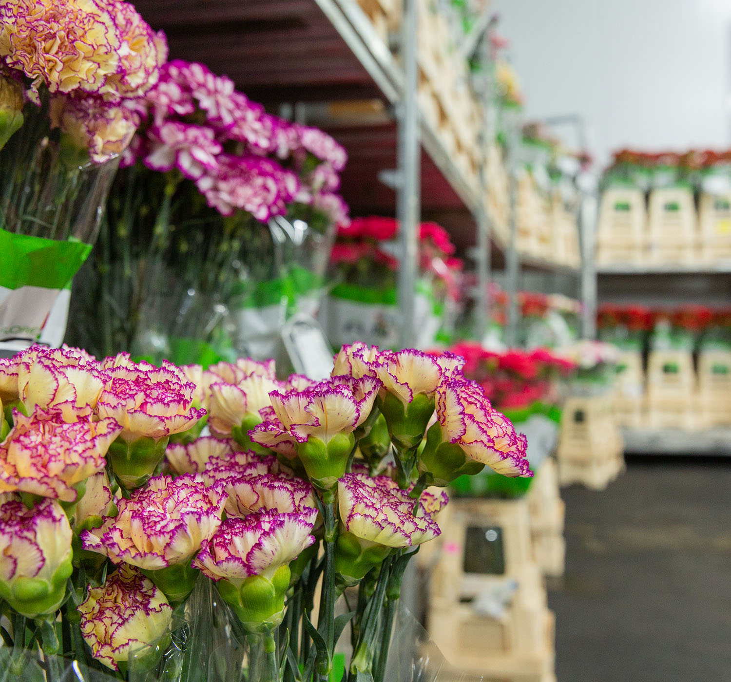 VE Bloemenhandel zomer tulpen