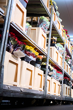 VE Bloemenhandel zomer tulpen sfeerafbeeldingen