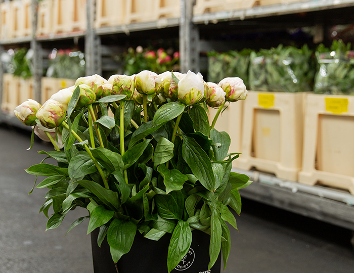 VE Bloemenhandel zomer tulpen sfeerafbeeldingen