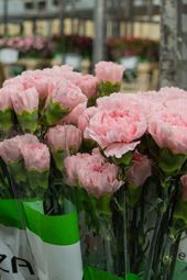 VE Bloemenhandel zomer tulpen sfeerafbeeldingen