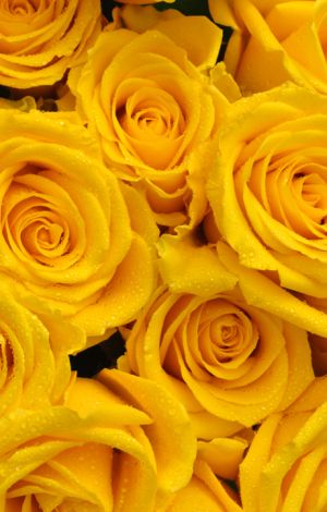 VE Bloemenhandel Ecuador rozen sfeerafbeelding