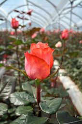 VE Bloemenhandel Ecuador rozen sfeerafbeelding