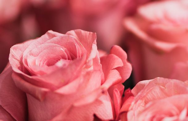 VE Bloemenhandel Ecuador rozen sfeerafbeelding