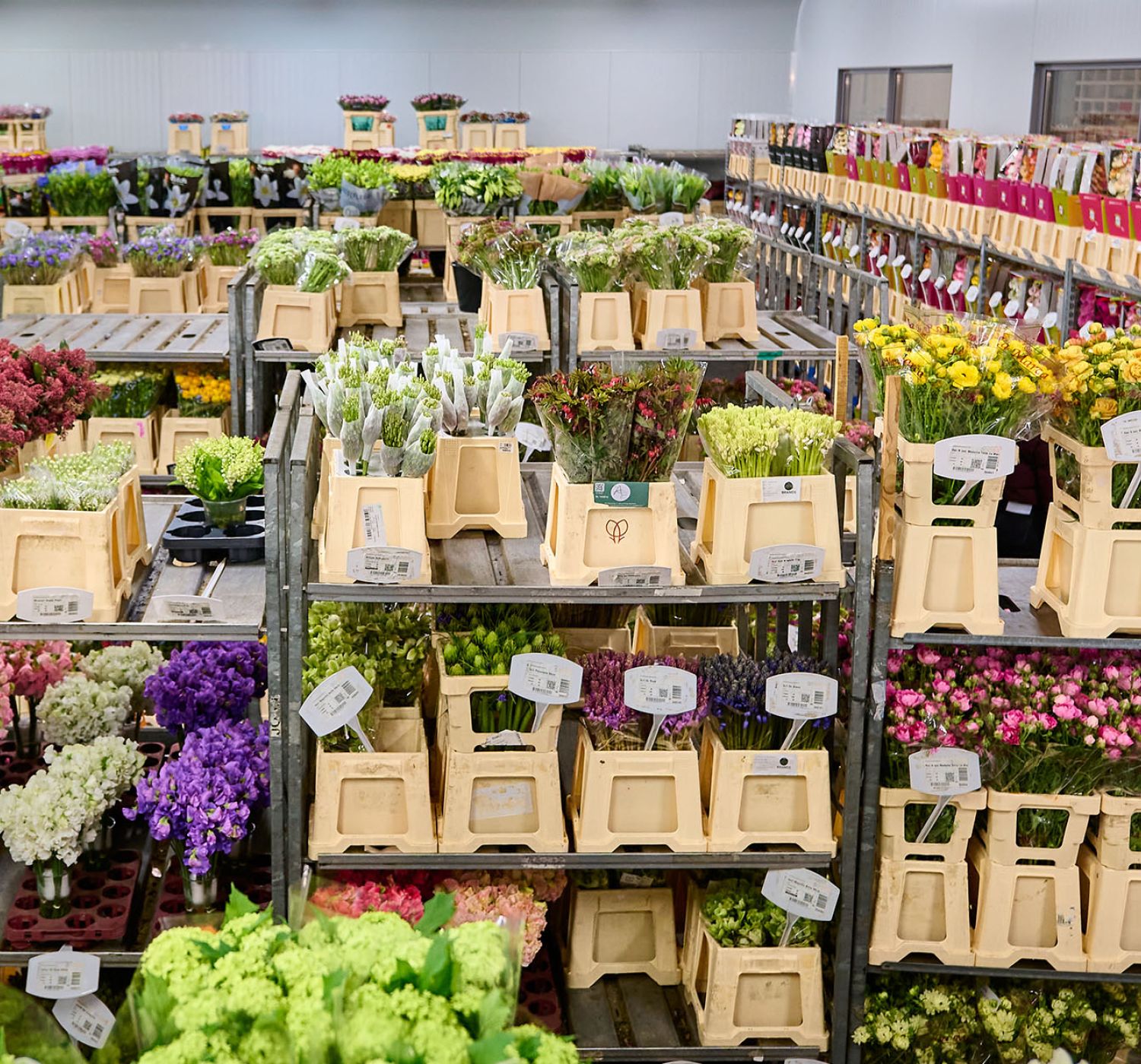 VE Bloemenhandel kijken, kiezen en kopen