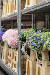 VE Bloemenhandel import uit Italië sfeerafbeelding