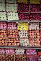 VE Bloemenhandel Ecuador rozen sfeerafbeelding