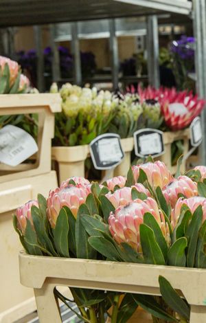 VE Bloemenhandel Waxed Roses sfeerafbeelding