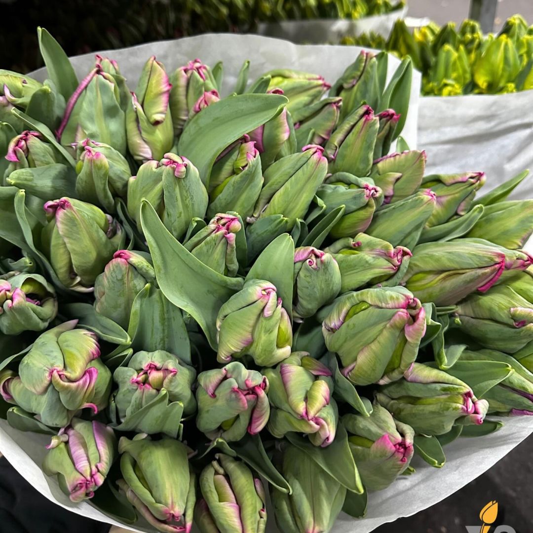 VE Bloemenhandel nstagram feed media