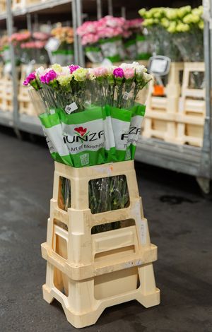 VE Bloemenhandel zomer tulpen sfeerafbeeldingen