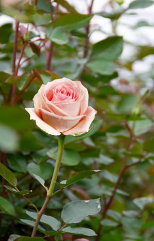 VE Bloemenhandel Ecuador rozen sfeerafbeelding