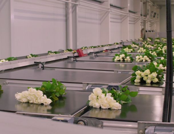 VE Bloemenhandel Waxed Roses sfeerafbeelding