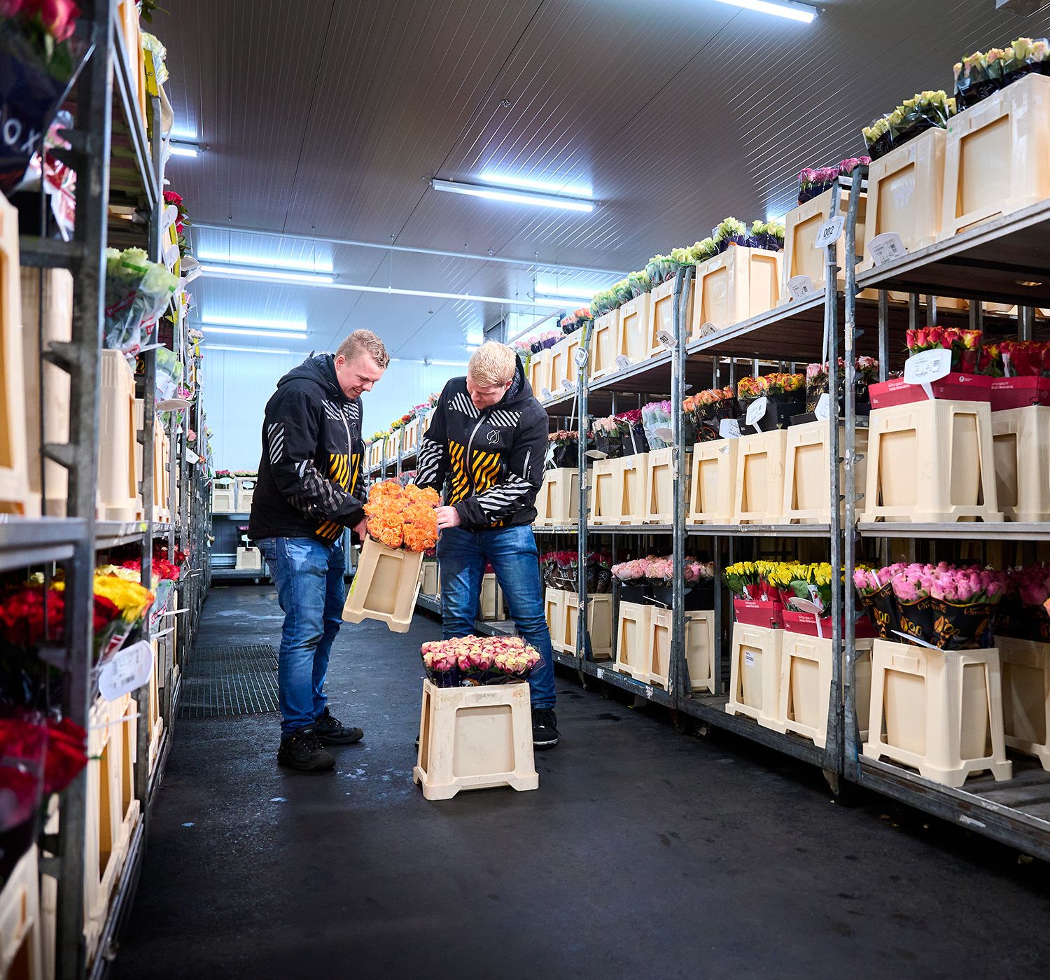 VE Bloemenhandel jaarrond betrouwbare rozen