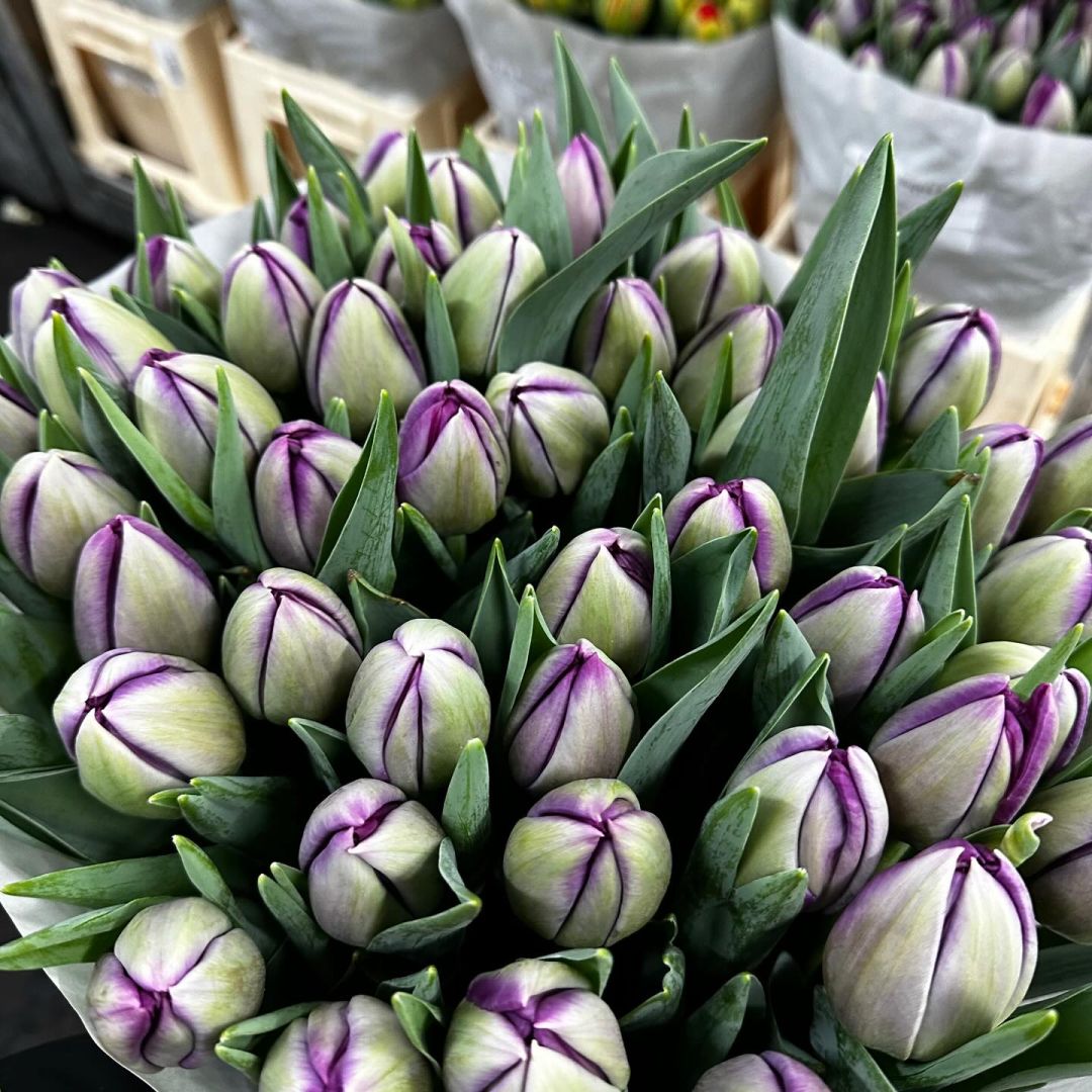 VE Bloemenhandel nstagram feed media