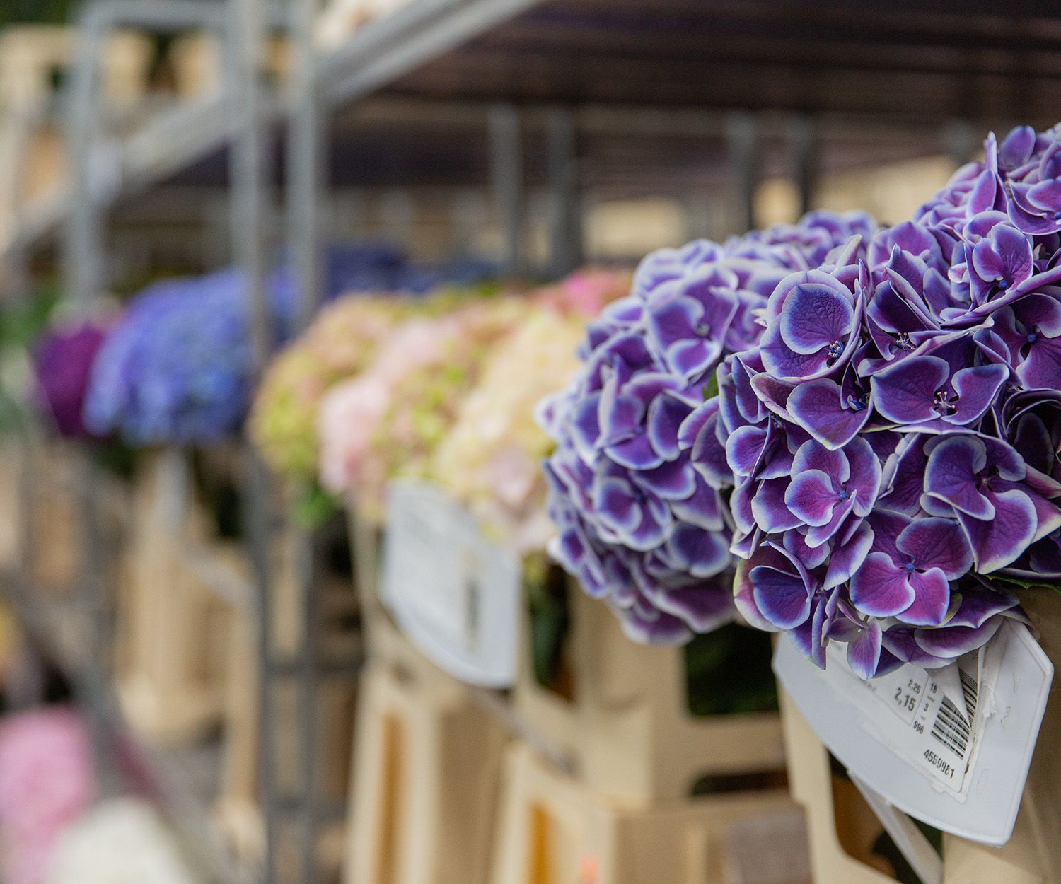 VE Bloemenhandel import uit Italië