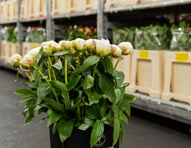 VE Bloemenhandel zomer tulpen sfeerafbeeldingen