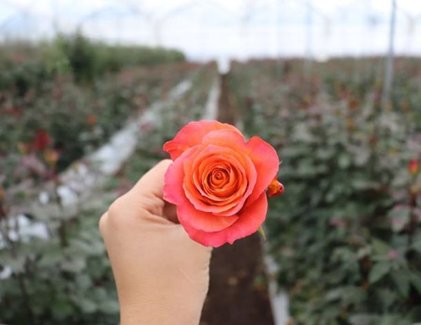 VE Bloemenhandel Waxed Roses sfeerafbeelding